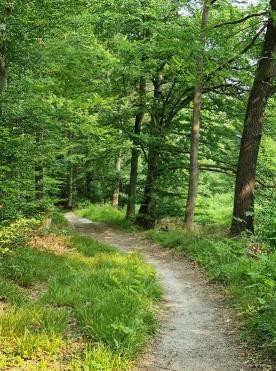 Waldweg bei Waldprechtsweier oberhalb des Freibads Malsch