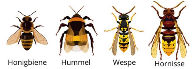 Bild Honigbiene, Hummel, Wespe, Hornisse